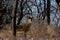 White-tailed Deer Buck  705028