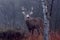 White-tailed deer buck in the autumn fog in the forest, Canada