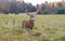 White-tailed deer buck in autumn rut