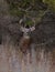 White-tailed deer buck in autumn rut