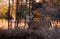 White-tailed deer buck in autumn rut, Canada