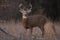 White-tailed deer buck in autumn rut in Canada