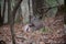 White-tailed deer buck bedded in woods