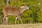 A White Tailed Deer Buck at Cades Cove.