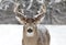 A White-tailed deer buck closeup in the winter snow during the autumn rut in Ottawa, Canada