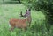 A White-tailed deer buck in the early morning light with velvet antlers eating leaves in spring in Canada