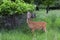 A White-tailed deer buck in the early morning light with velvet antlers eating leaves in spring in Canada