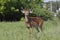 A White-tailed deer buck in the early morning light with velvet antlers in spring in Canada