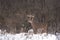 A white-tailed deer buck in the early morning snow during the rut
