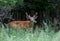 White-tailed deer buck eating leaves in spring