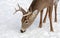 A White-tailed deer buck eating in the snow in Canada