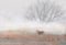 White-tailed deer buck on hillside in the fog in Canada