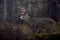 A White-tailed deer buck with huge neck walking through the foggy woods during the rut in autumn in Canada