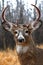 A White-tailed deer buck with huge neck walking through the woods during the rut in autumn in Canada