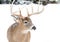 White-tailed deer buck isolated on white background standing in the falling snow in Canada