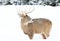 White-tailed deer buck isolated on white background standing in the falling snow in Canada