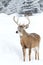 White-tailed deer buck isolated on white background standing in the falling snow in Canada