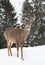 A White-tailed deer buck isolated on white background standing in the winter snow in Canada