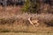 White-tailed deer buck  odocoileus virginianus running in a Wausau, Wisconsin hayfield in November
