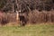 White-tailed deer buck  odocoileus virginianus standing alert in a Wausau, Wisconsin hayfield in November