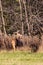 White-tailed deer buck  odocoileus virginianus standing alert in a Wausau, Wisconsin hayfield in November