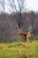 White-tailed deer buck odocoileus virginianus standing alert in a Wisconsin field, in November