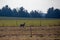 White-tailed deer buck  odocoileus virginianus standing in a Wausau, Wisconsin hayfield in November