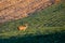 White-tailed deer buck  odocoileus virginianus standing in a Wausau, Wisconsin hayfield in November doing the flehman response