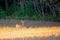 White-tailed deer buck Odocoileus virginianus standing in a Wausau, Wisconsin soybean field