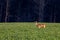 White-tailed deer buck  odocoileus virginianus standing in a Wisconsin hayfield in November