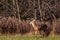 White-tailed deer buck  odocoileus virginianus walking a Wisconsin hayfield in November