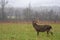 White-tailed deer buck in rain