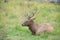 White-tailed deer buck resting in the grass during the rut in autumn season. Buck at maturity age.