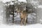 A White-tailed deer buck standing in a field in winter snow in Canada