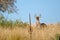 White-tailed Deer Buck, Texas Hill Country