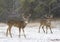 A white-tailed deer buck about to fight with another buck during the rut in the early morning autumn light