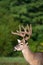 White-tailed deer buck with velvet antlers