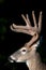 White-tailed deer buck with velvet antlers