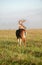 White-tailed deer buck with velvet antlers