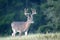 White-tailed deer buck with velvet antlers