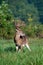 White-tailed deer buck with velvet antlers