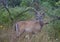 A White-tailed deer buck with velvet antlers looking out from the bushes on an early morning in summer in Canada