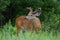 White-tailed deer buck walking through the spring meadow with velvet antlers in Canada