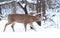 White-tailed deer buck in winter