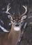 White-tailed deer buck in winter in Canada