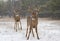 White-tailed deer bucks