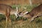 White Tailed Deer Bucks Sparring