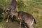 White-tailed deer bucks sparring locking antlers