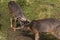 White-tailed deer bucks sparring locking antlers