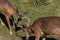 White-tailed Deer Bucks Sparring Locking Antlers.